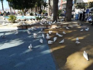 The Benidorm doves love them